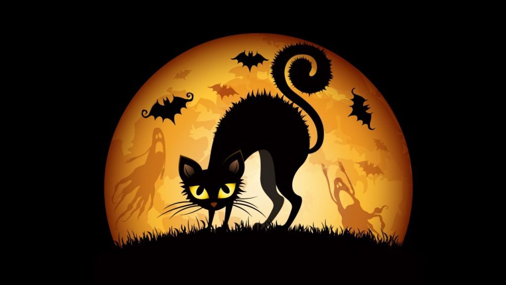 Многие приюты в США не позволяют забирать черных кошек во время Хэллоуина. Это в большей степени связано с тем, что они опасаются о дальнейшей судьбе животных, которые могут стать жертвой пыток или жертвоприношений.