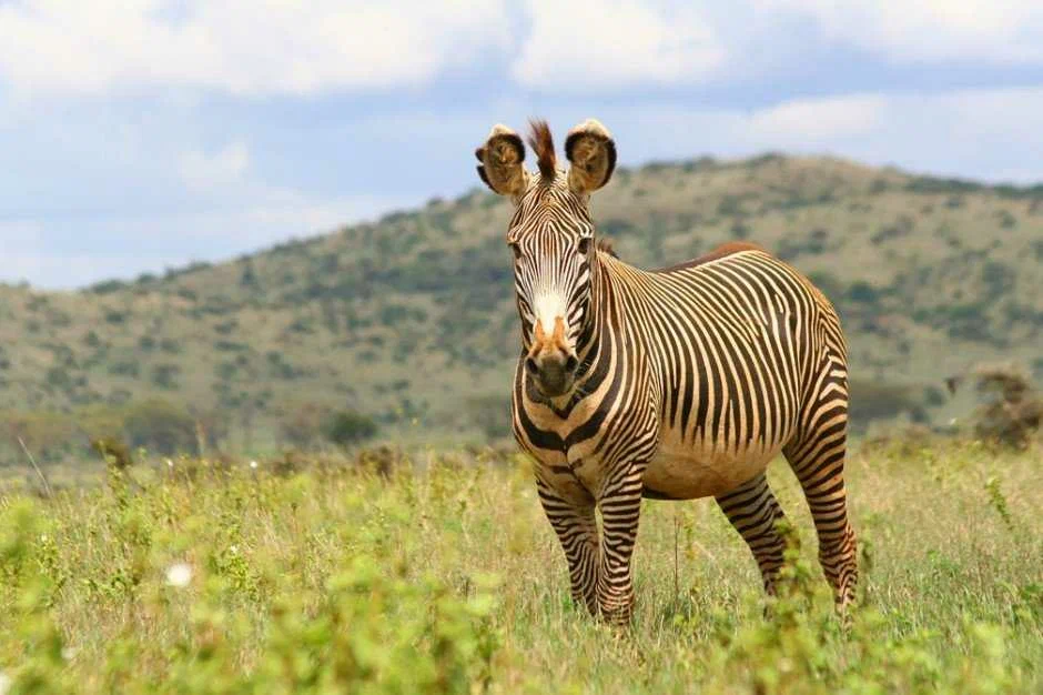 Не знаете как отличить зебру Греви от других зебр? Гляньте на уши.