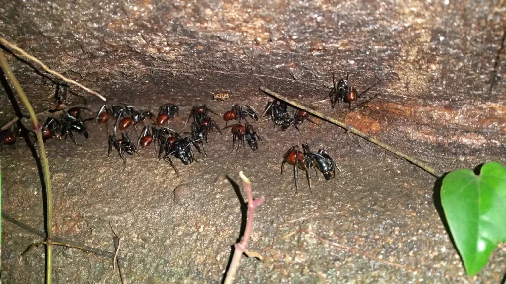 Перед выходом на поиски пищи насекомые некоторое время торчат у входа в муравейник. Причина этого пока неизвестна. Боевое построение?