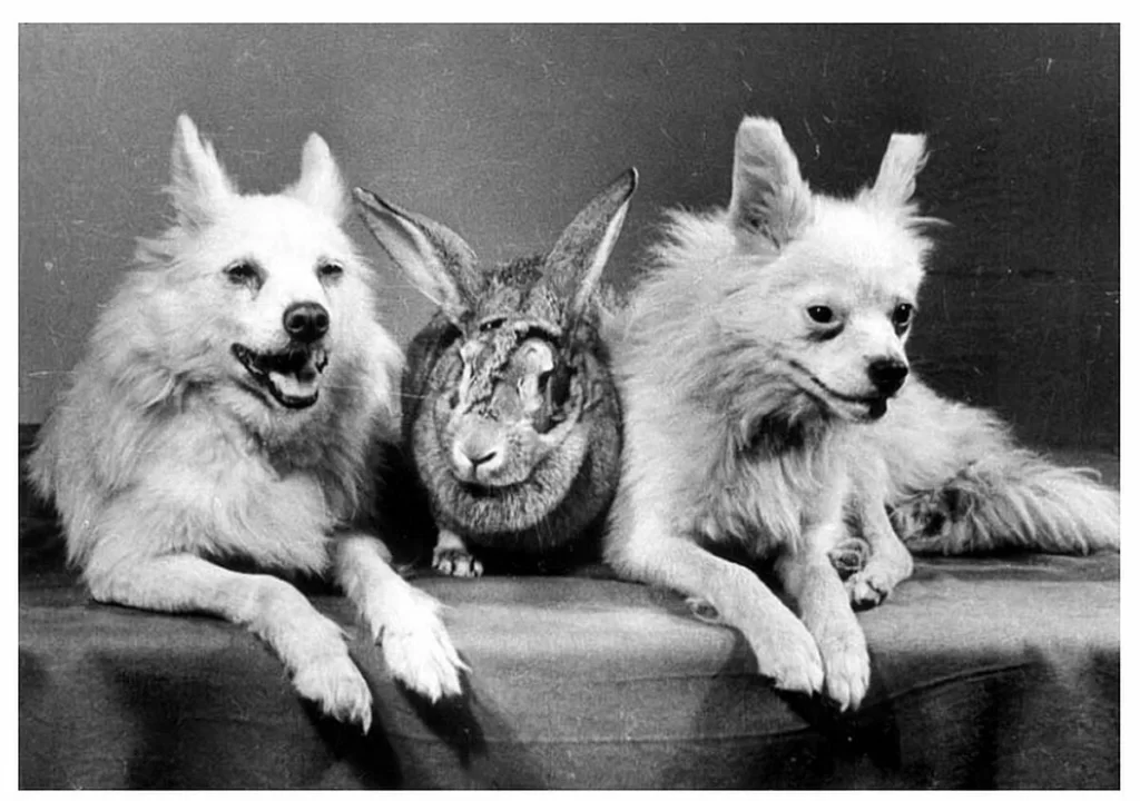 Собаки Отважная и Снежинка с кроликом Марфушей.