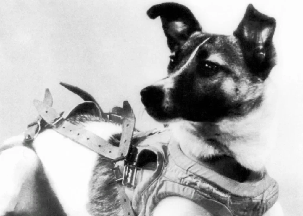 Первая собака-космонавт Лайка. Полёт она перенесла нормально, но не выжила из-за перегрева аппарата.
