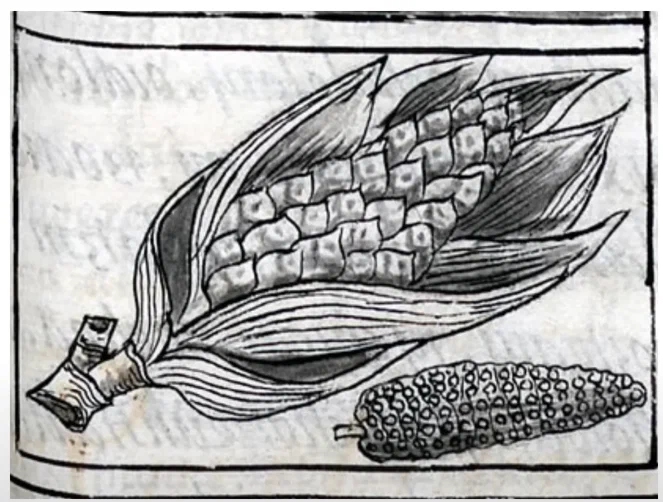 Иллюстрация кукурузы (XVI век)