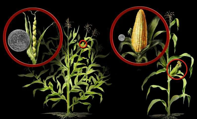 Теосинте и современная кукуруза