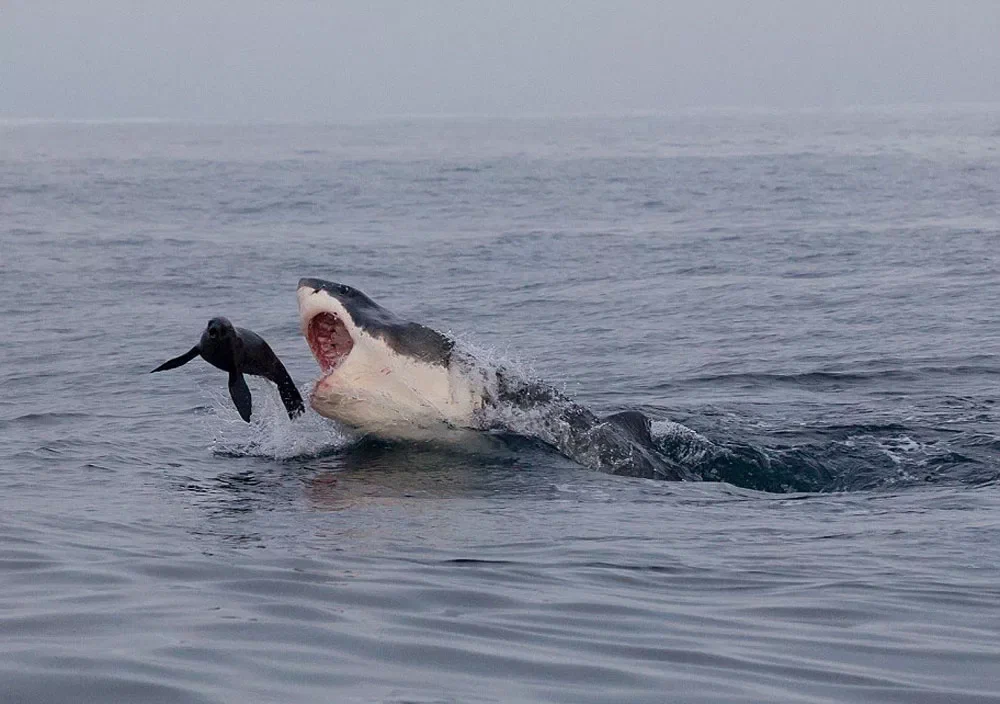 Счастливый тюлень сбежал, увернувшись от страшных зубов в последний момент