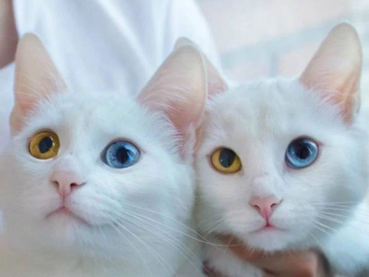 Если у кошки гетерохромные глаза, то вероятность глухоты понижается тоже вдвое — до 40%.