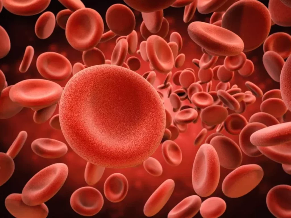 Эритроциты – клетки крови, делающие ее красной