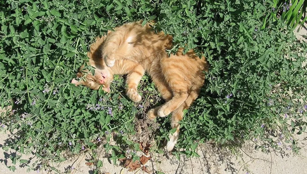 Котик отдыхает после тяжёлой прополки огорода. Не мешайте ему.
