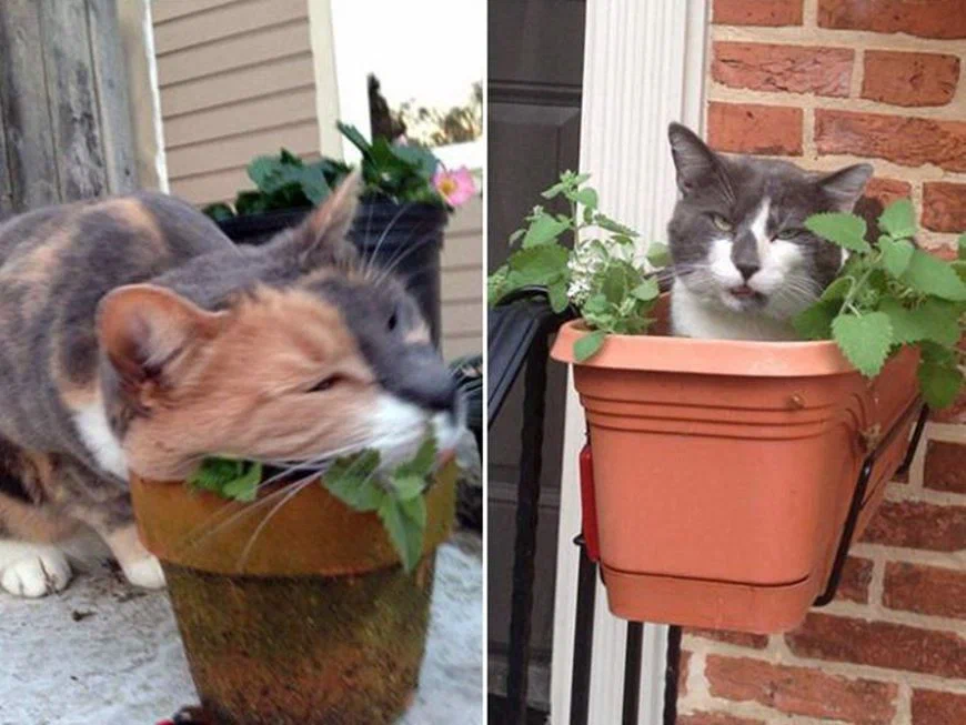 Какая странная техника по уходу за растениями у этих садовников...