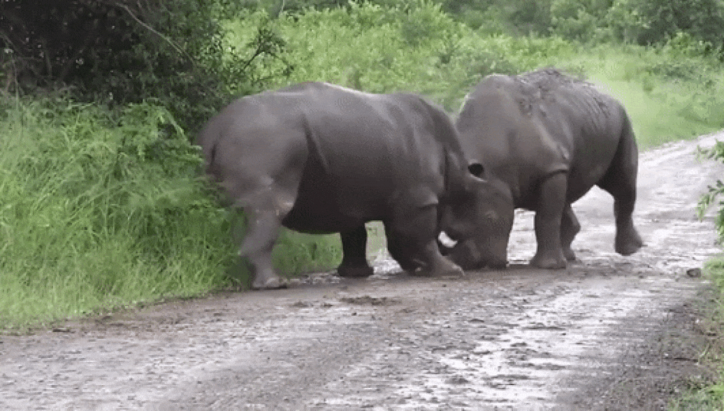 Фехтование – сложная наука, даже у носорогов.