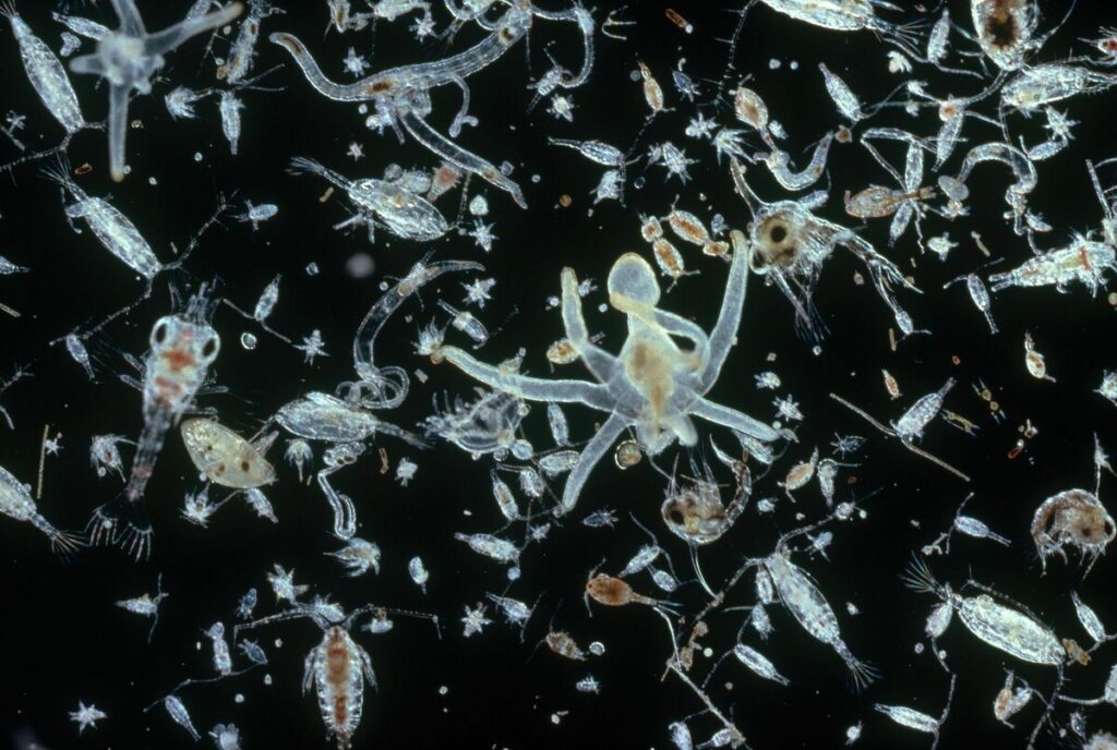 Морской зоопланктон под микроскопом