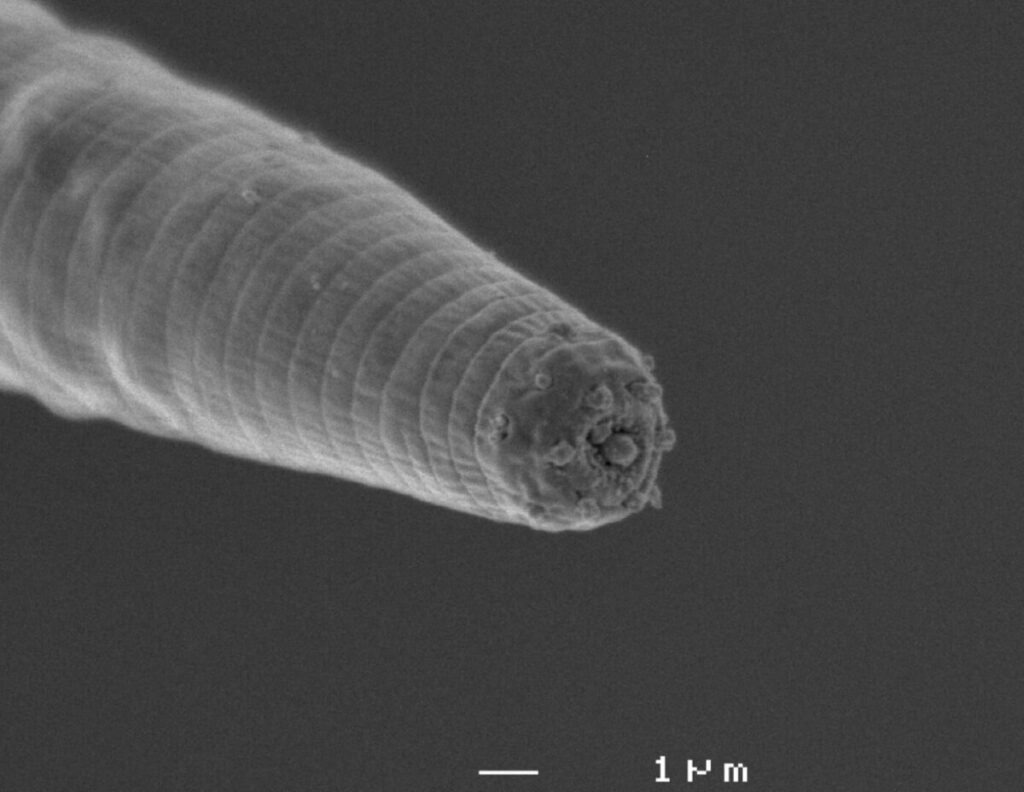 Дьявольский червь под микроскопом.